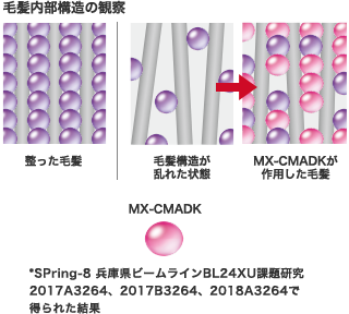 MX-CMADKの毛髪内部構造観察