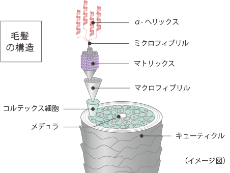 毛髪の構造